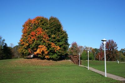 Trees in park against clear sky