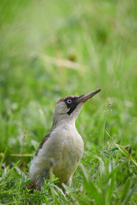 Close-up of european green woodpecker bird perching on a field