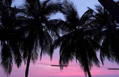 Low angle view of palm trees against sky