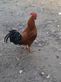 Rooster on ground