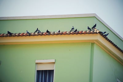 Low angle view of birds perching on window