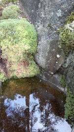 Reflection of trees in water