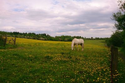 Horses grazing on grassy field against cloudy sky