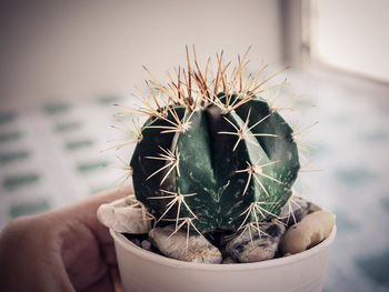 Close-up of hand holding cactus in pot