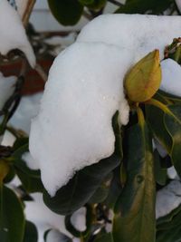 Close-up of plant against white background