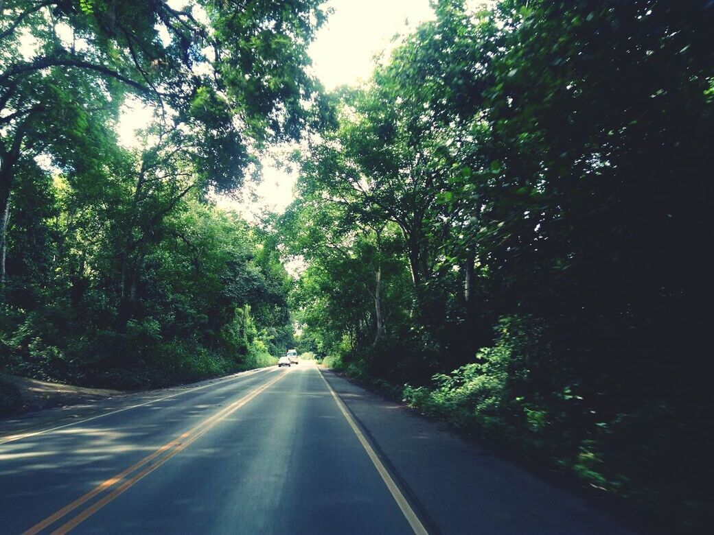 tree, the way forward, road, transportation, no people, outdoors, day, nature, beauty in nature, sky