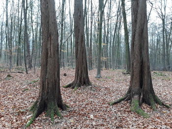 Trees in forest