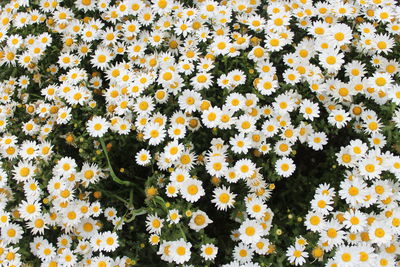 Full frame shot of yellow flowering plants in field