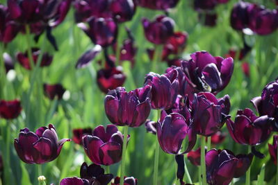 Close-up of pink flowers