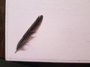 Close-up of feather