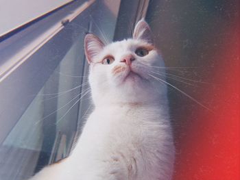 Close-up portrait of white cat