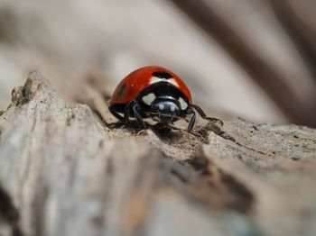 Close-up of ladybug on rock