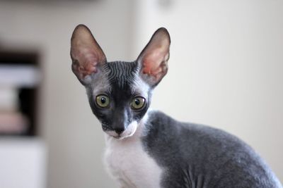 Close-up of a cornish rex kitten