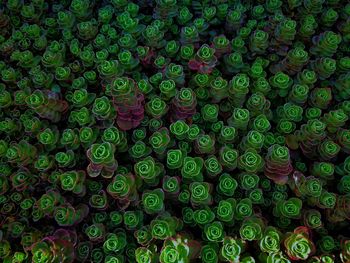 Full frame shot of succulent plants