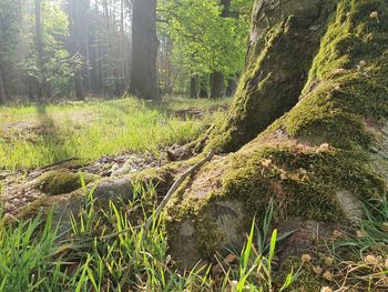 Plants and trees in forest