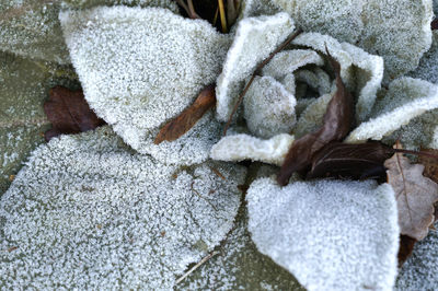 Close-up of frozen plants during winter