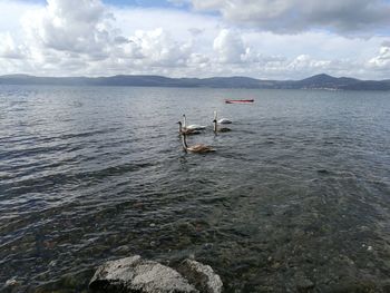 Swans swimming in sea against sky