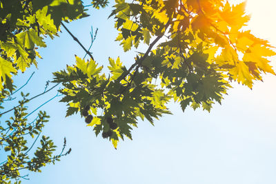 Low angle view of maple tree against sky