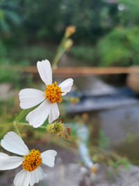 Close-up of white flowering plant