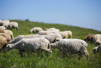 Sheep grazing on field against clear sky