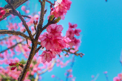 Low angle view of pink flowers blooming on tree