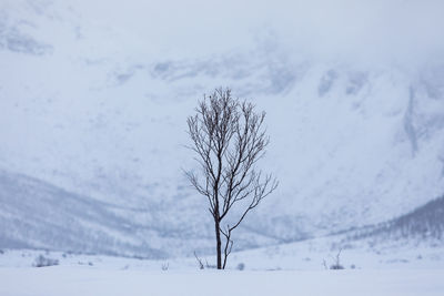 Bare tree on snow covered landscape