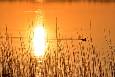 Scenic view of lake during sunset
