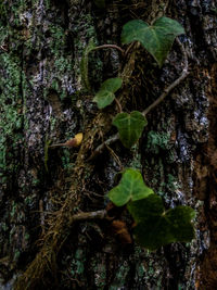Close-up of moss growing on tree trunk