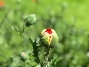 Close-up of strawberry growing on plant