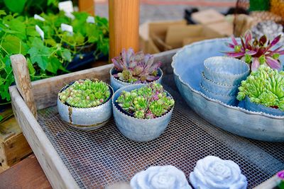 High angle view of potted plants on table