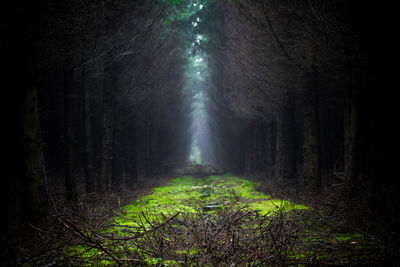 Trees in forest during foggy weather