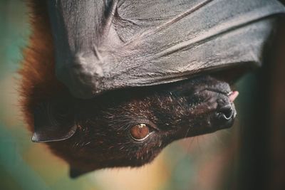 Close-up of bat