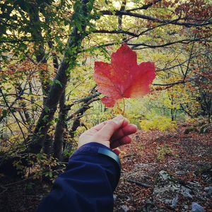 Close-up of hand holding maple leaf during autumn