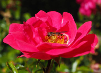 Close-up of insect pollinating flower