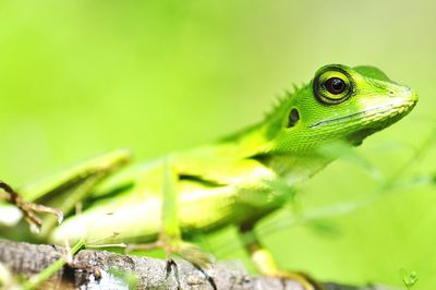 Close-up of lizard