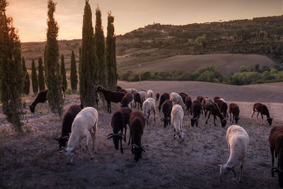 Horses grazing on field against sky