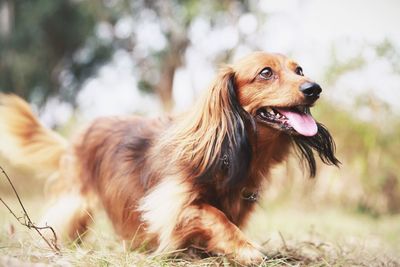 Dog sticking out tongue