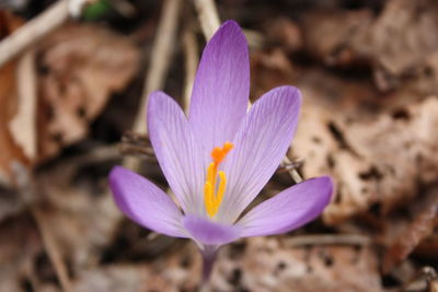 Close-up of purple crocus flower