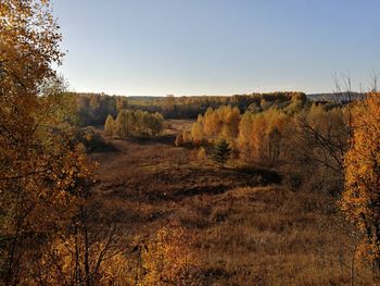 Trees on field against clear sky during autumn