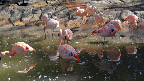 Birds in lake