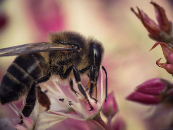 Close-up of bee pollinating on pink flower
