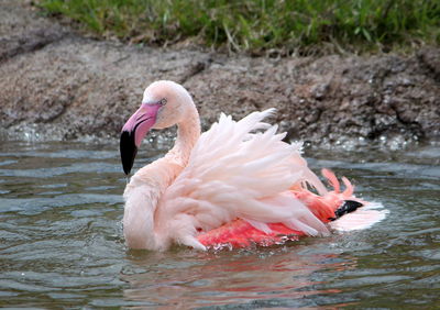 Swan swimming in a lake