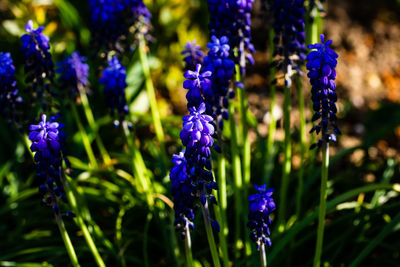 flowering plant