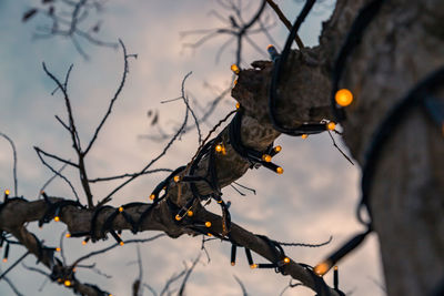 Low angle view of tree against sky