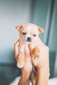 Portrait of hand holding chihuahua puppy