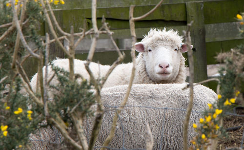 Portrait of sheep standing on field