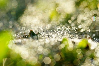 Close-up of christmas water