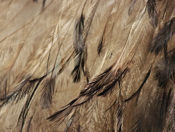 Emu feathers