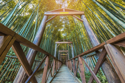 Low angle view of wooden footbridge in bamboo forest