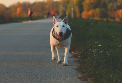 Close-up of dog on road